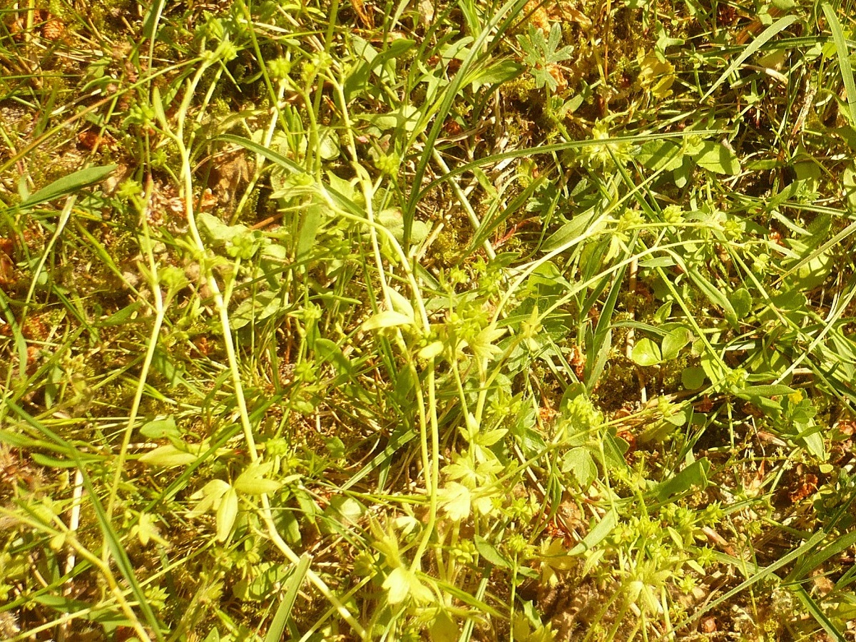Ranunculus parviflorus subsp. parviflorus (Ranunculaceae)